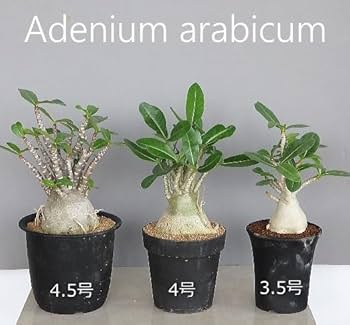 アデニウム　アラビカム　4点セット アデニウム：アラビカム スーパードワーフ 4号鉢植え の通販